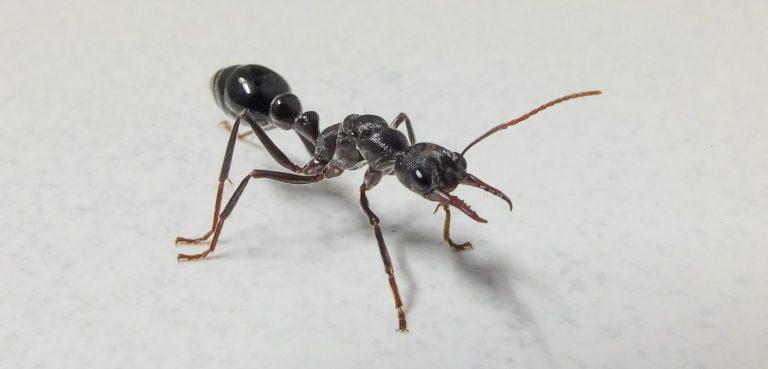 Dedetizadora de formigas 768x369